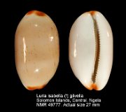 Luria isabella (f) gilvella